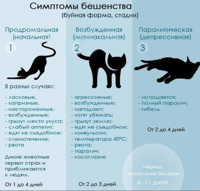 Через сколько кормить кошку после родов. Бешенство у кошек симптомы. Симптомы бешенства у кота.