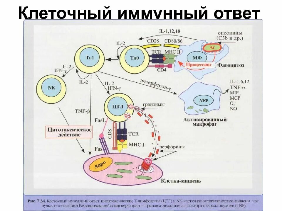 Развитие иммунного ответа