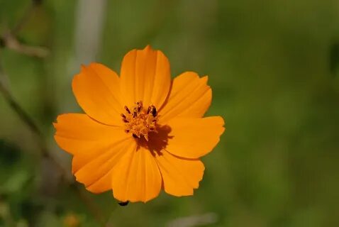 Small flower
