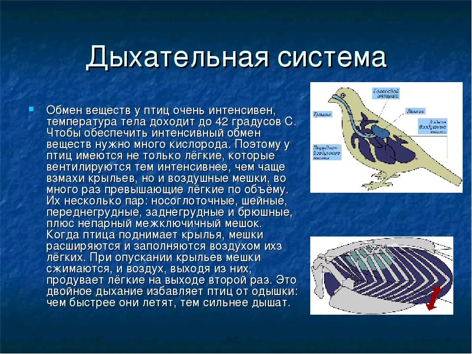 Сообщение по биологии на тему птицы