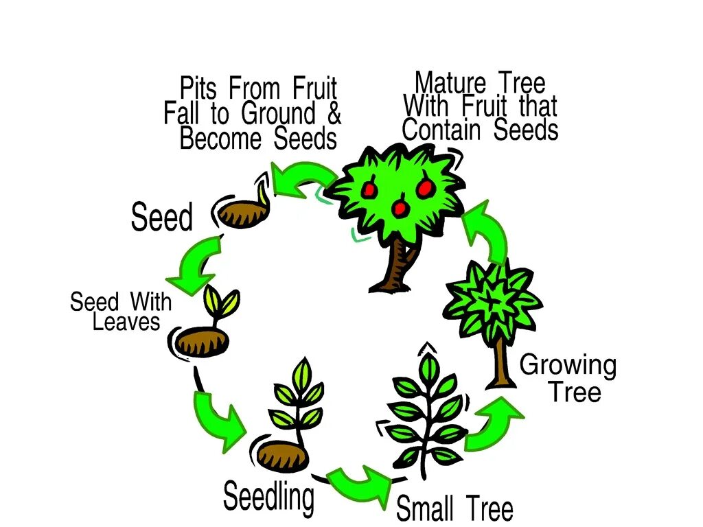 Plant Life Cycle for Kids. The Plant Life Cycle Stages. Life Cycles. Life Cycle of a Plant for children.