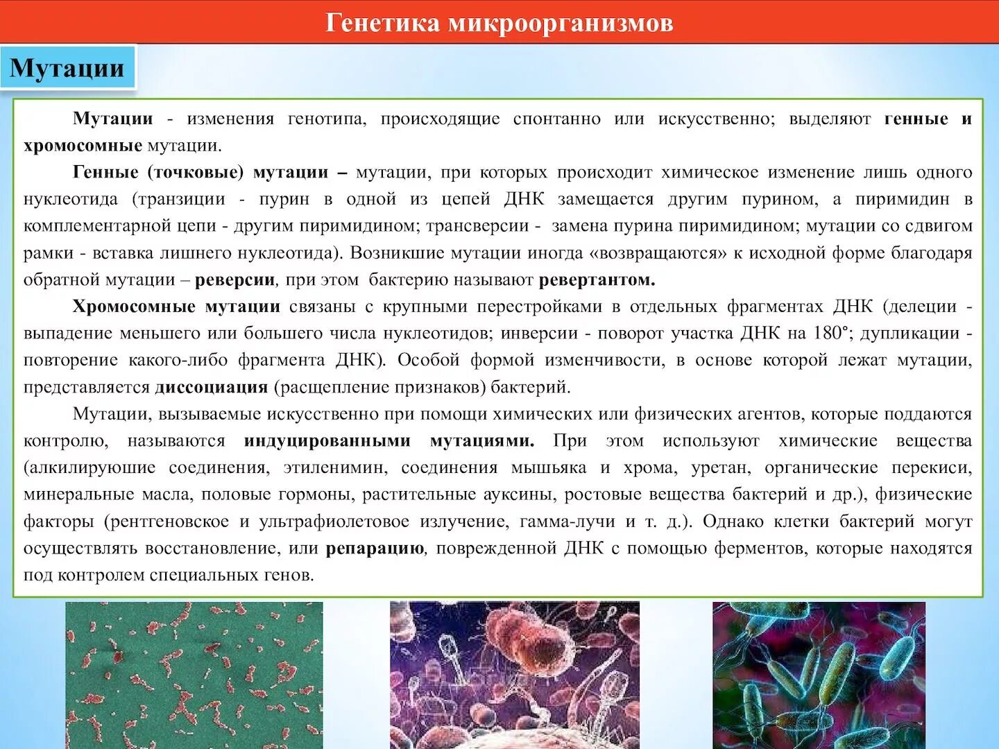 Генные бактерии