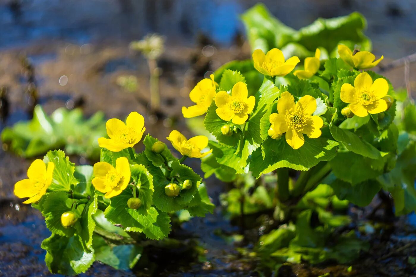 калужница болотная - cltha palstris. калужница болотная (caltha palustris). калужники. калужники. калужница болотная – cáltha palústris l.