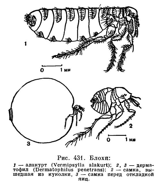 Какой тип метаморфоза характерен для человеческой блохи. Внешнее строение pulex irritans (блохи). Строение блохи схема. Человеческая блоха самка и самец. Блоха самец и самка строение.