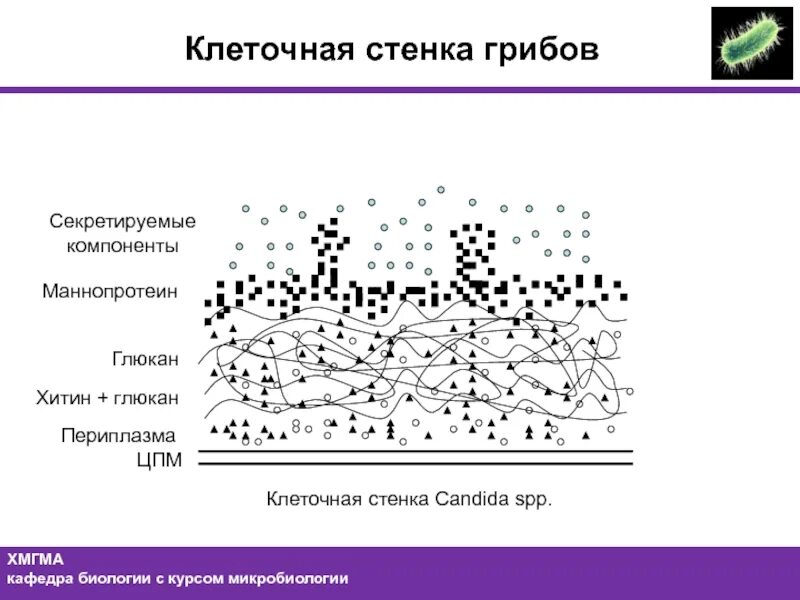 Структура клеточной стенки гриба. Состав клеточной стенки гриба. Клеточная мембрана гриба кандида. Грибная клетка строение стенки. Грибные стенки покрыты снаружи клеточными стенками образованными