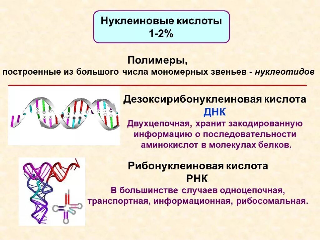 Нуклеиновые кислоты полимеры. Белки и нуклеиновые кислоты. Нуклесиновые кислоты постросены их. Двухцепочная ДНК.
