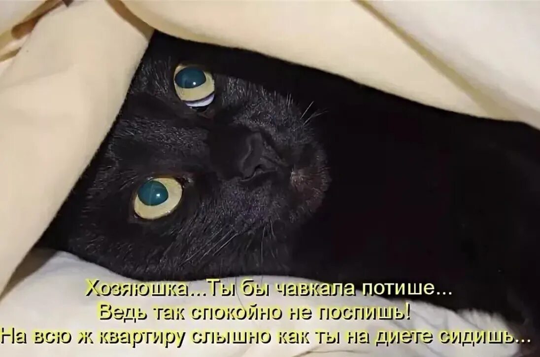 Давай спать тогда. Пора спать!. пора спать с котом. спать пора картинки смешные. смешные коты с надписями.