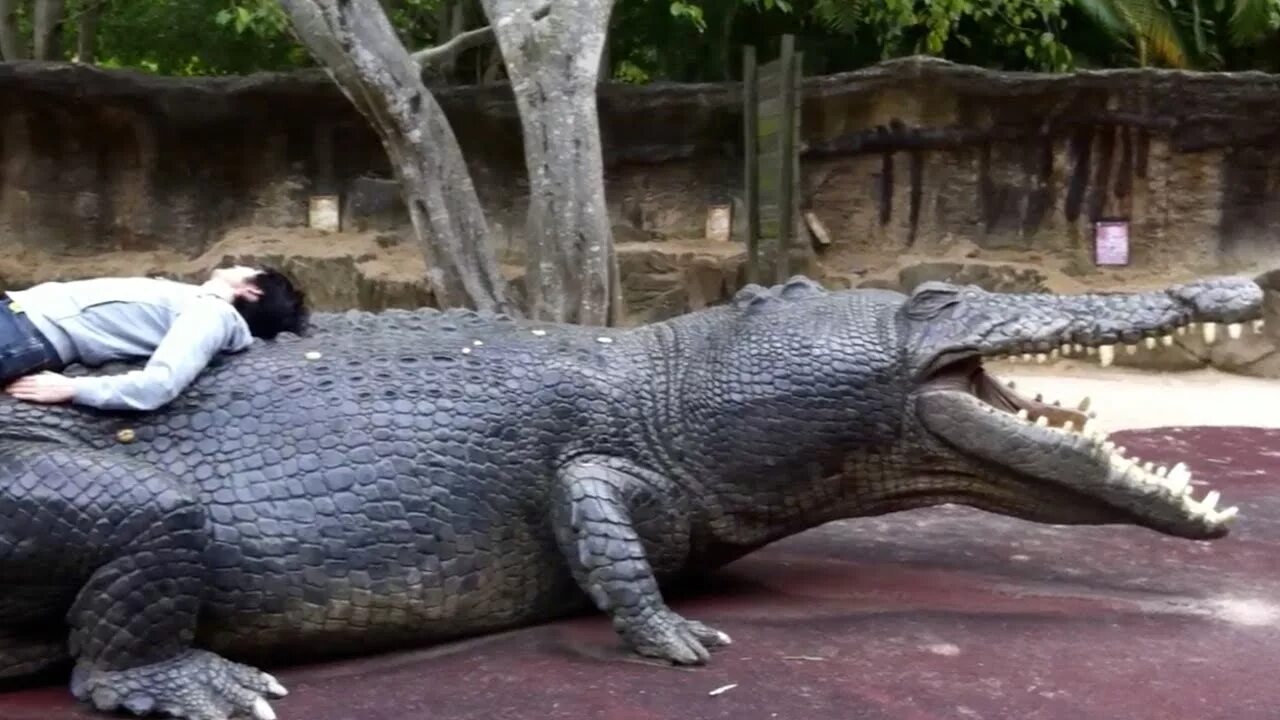 Большая крокодила где послушать. Самый большой крокодил. Самый огромный крокодил в мире.