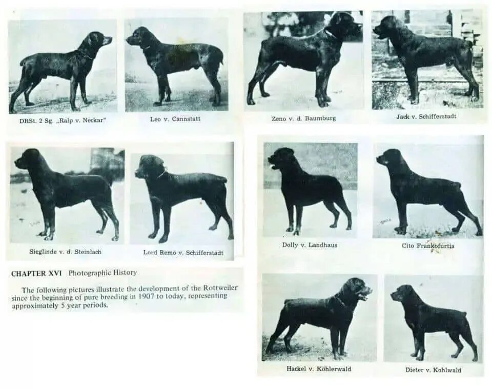риджбек собака родезийский размер. кане корсо стандарт рост. соответствует стандарту породы. однотонный окрас собак. джек рассел парсон стандарт породы.