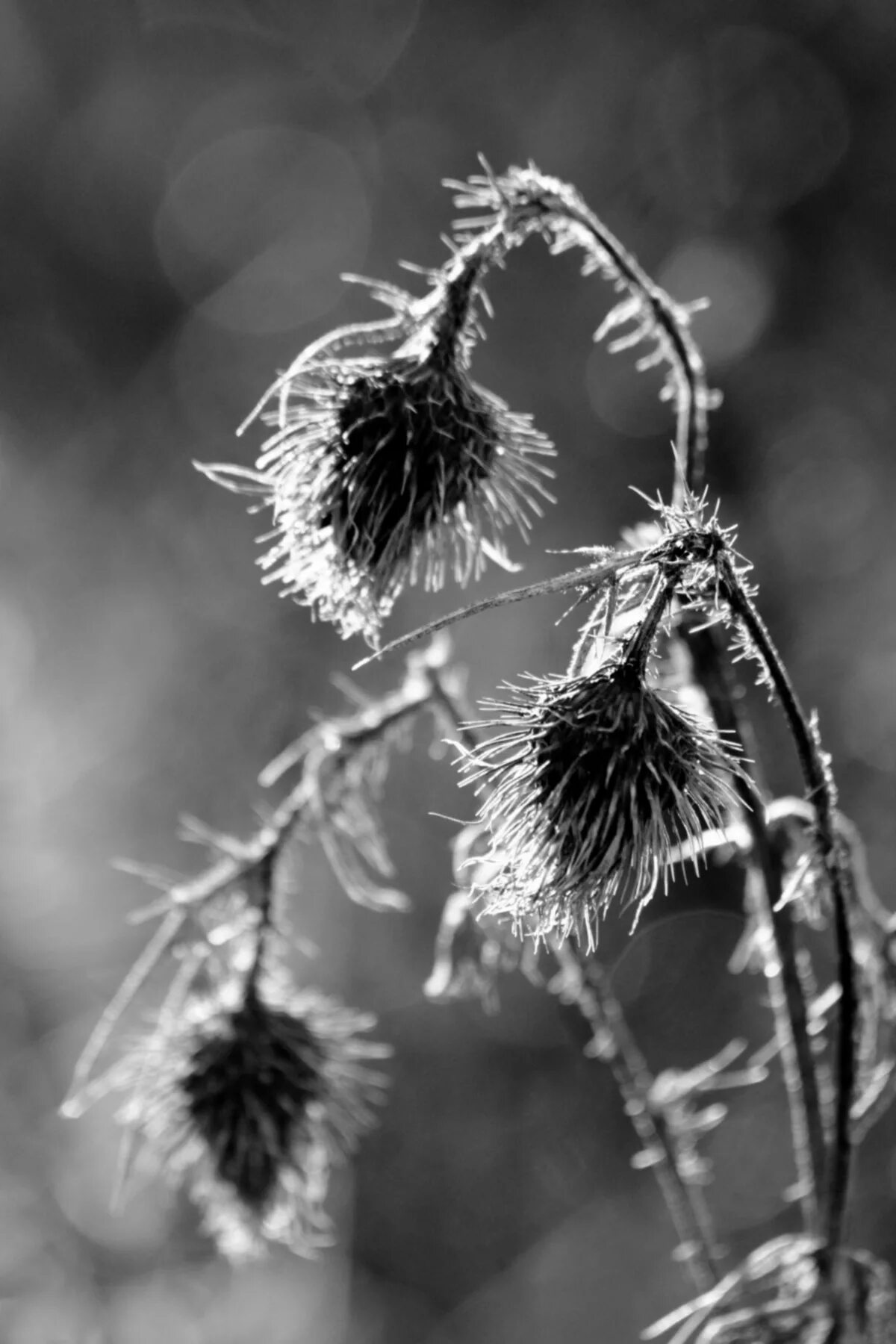 Monochrome, Bw, Flower, Black And White, Flora, Flowers - Steemit