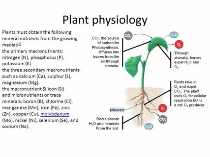 Plant physiology journal