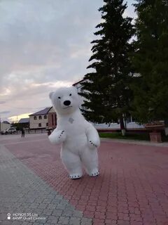 Медведь ростов