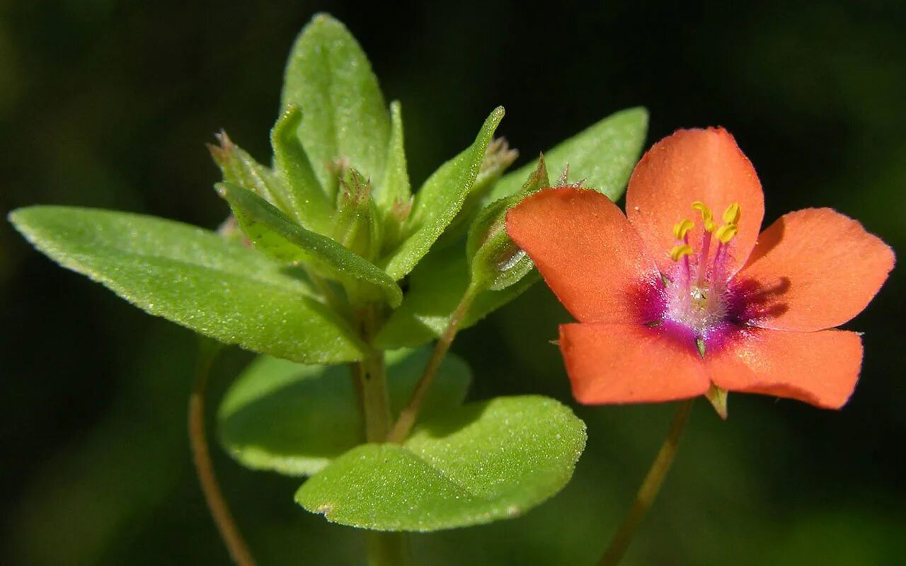 Анагаллис полевой. Анагаллис, очный цвет anagallis. Анагаллис полевой. Анагаллис цветок. Анагаллис очный.