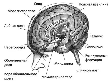 Ткань образующая мозг человека