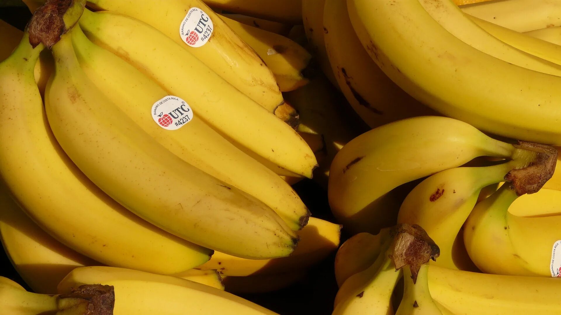 Свит банана демо. Mei bananas производитель. Бананы из эквадора. Наклейки на бананах. Эквадорские бананы.
