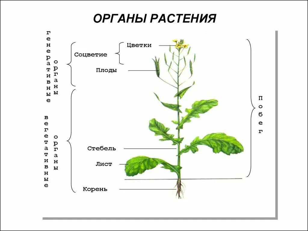 Вегетативные органы растений схема. Схема строения органов цветкового растения. Органы растений вегетативные и генеративные схема. Вегетативные органы цветкового растения схема.