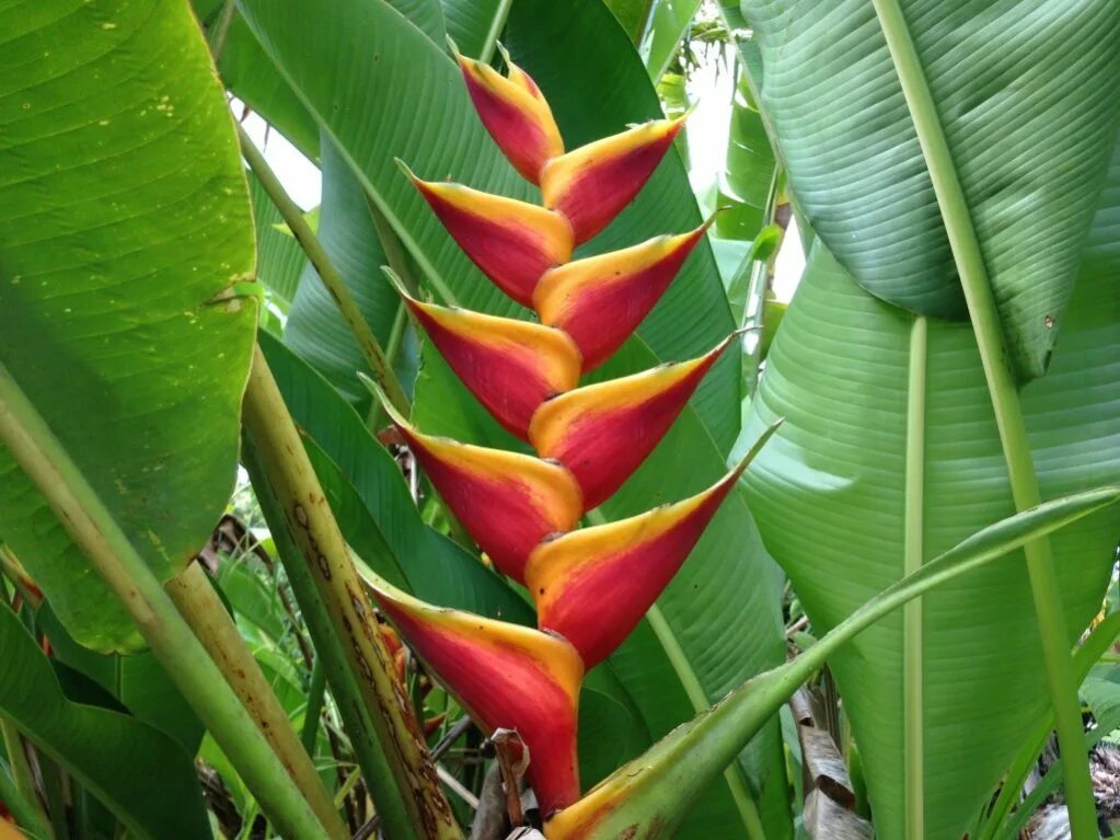 Tropical plant. Геликония Тропикал. Геликония вариегатная. Геликония в Таиланде. Геликония Амазония.