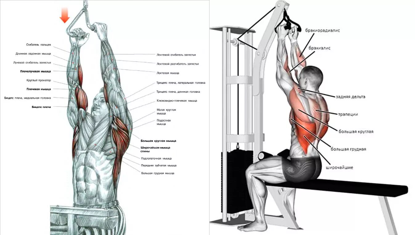 Тяга какие мышцы работают. Тяга верхнего блока нейтральным хватом. Тяга вертикального блока узким нейтральным хватом. Тяга верхнего блока параллельным хватом. Тяга блока узким хватом.