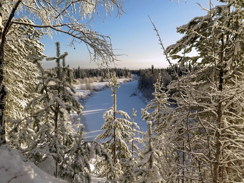 Зимняя Тайга Якутии. Мороз в тайге. Природа Якутии зимой. Зимний пейзаж Тайга. В тайге зима холодная лето теплое