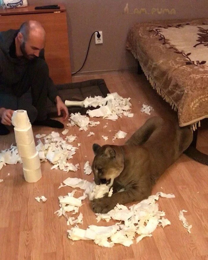 Одомашненная пума. Много животных в квартире. Кот месси пума. Пума месси в пензе. Свинья в квартире.