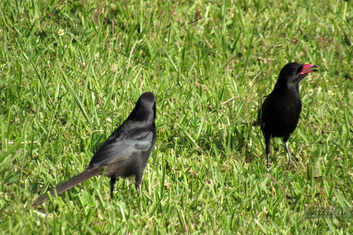 Черная сорока фото. Красноклювая черная сорока. Темно сорок. Американская чёрная сорока. Черная птица с длинным хвостом.