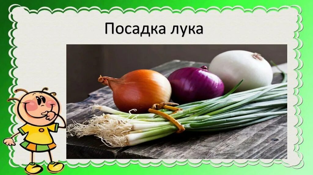 Развития луковая