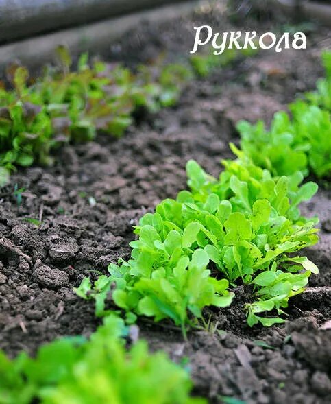 Когда сеять рукколу в открытый грунт