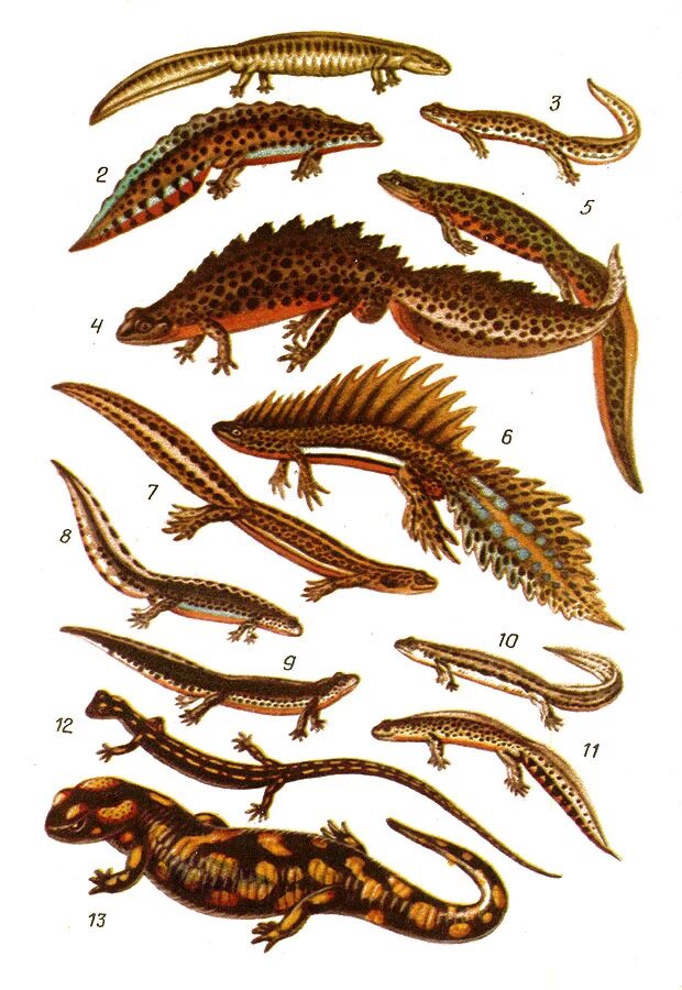 малоазиатский тритон самки. тритоны самки и самцы. тритоны самки и самцы. тритон обыкновенный самец и самка. гребенчатый тритон самка.