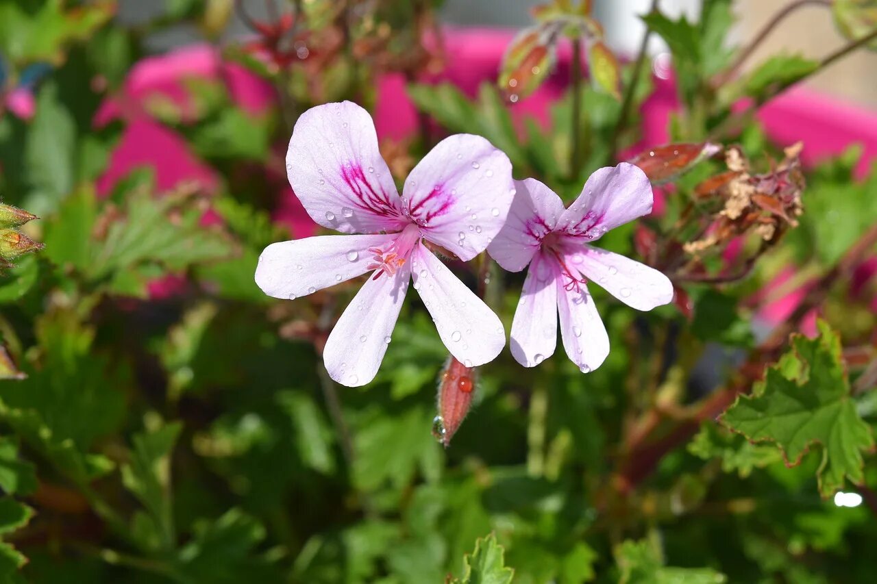 Frensham пеларгония. Pelargonium graveolens. Пеларгония душистая Цитронелла. Душистая пеларгония Frensham.