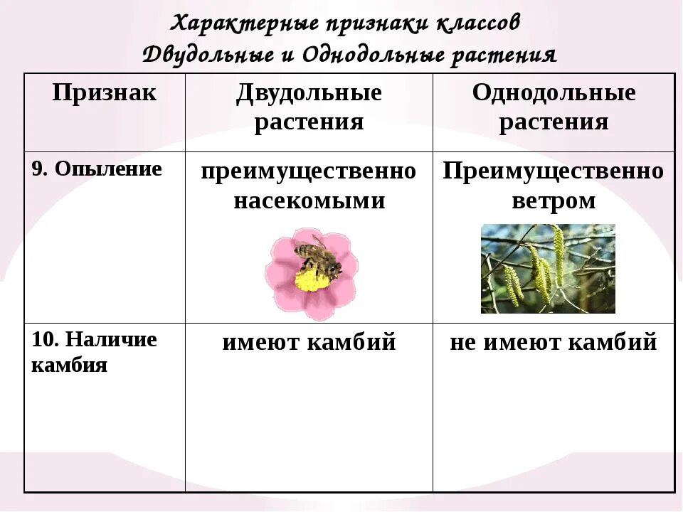 Укажите признаки двудольных растений. Признаки двудольных растений таблица. Признаки семейства однодольных. Признаки однодольных растений цветок. Семейство цветковых покрытосеменных таблица.