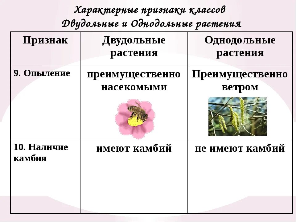 Признаки двудольных растений таблица. Признаки семейства однодольных. Признаки однодольных растений цветок. Основные признаки однодольных и двудольных растений таблица 7 класс. Приведите по три примера растений однодольные хвойные