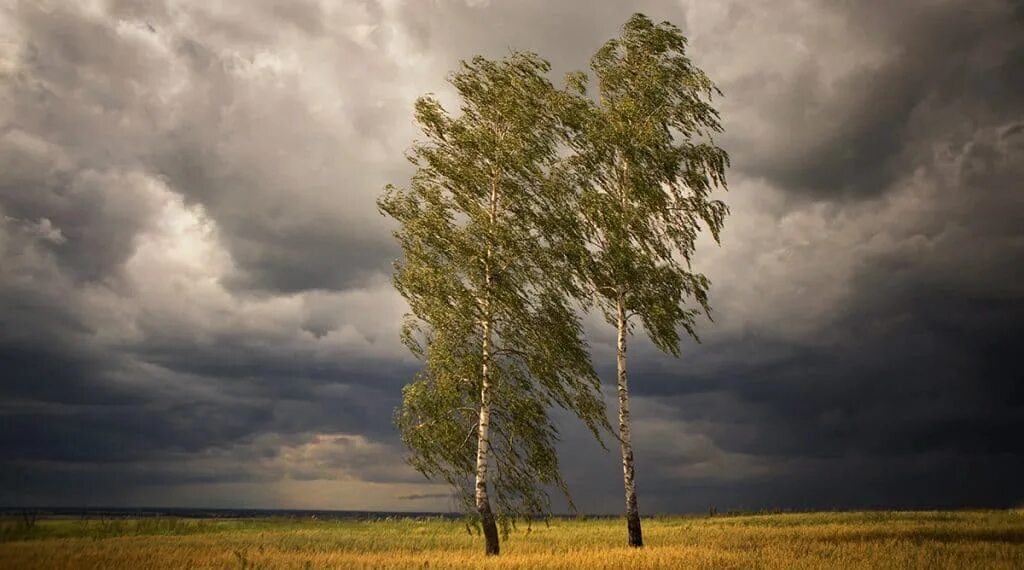 Пейзаж с ветром. Дерево под ветром. Береза на ветру. Одинокая береза. Ветр ный день