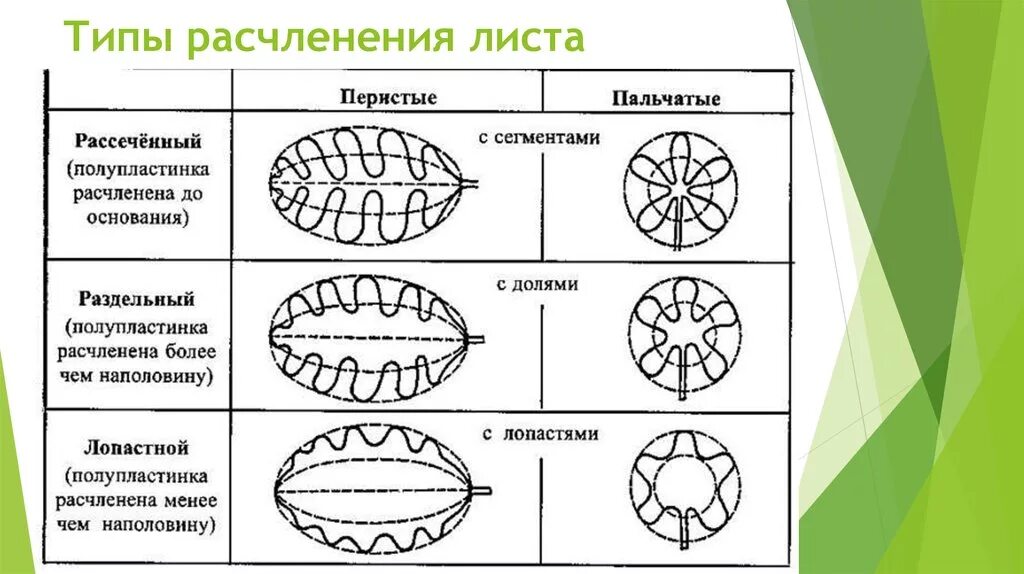 Сегменты листа. Степень расчленения листовой пластинки. Тип листовой пластинки по степени расчленения. Типы расчлененности листовых пластинок. Типы простого листа с расчлененной листовой пластинкой.