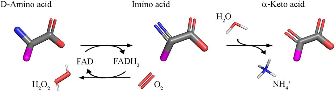 L amino acid. Оксидаза d-аминокислот. оксидаза l аминокислот. amino acids. l и d аминокислоты.