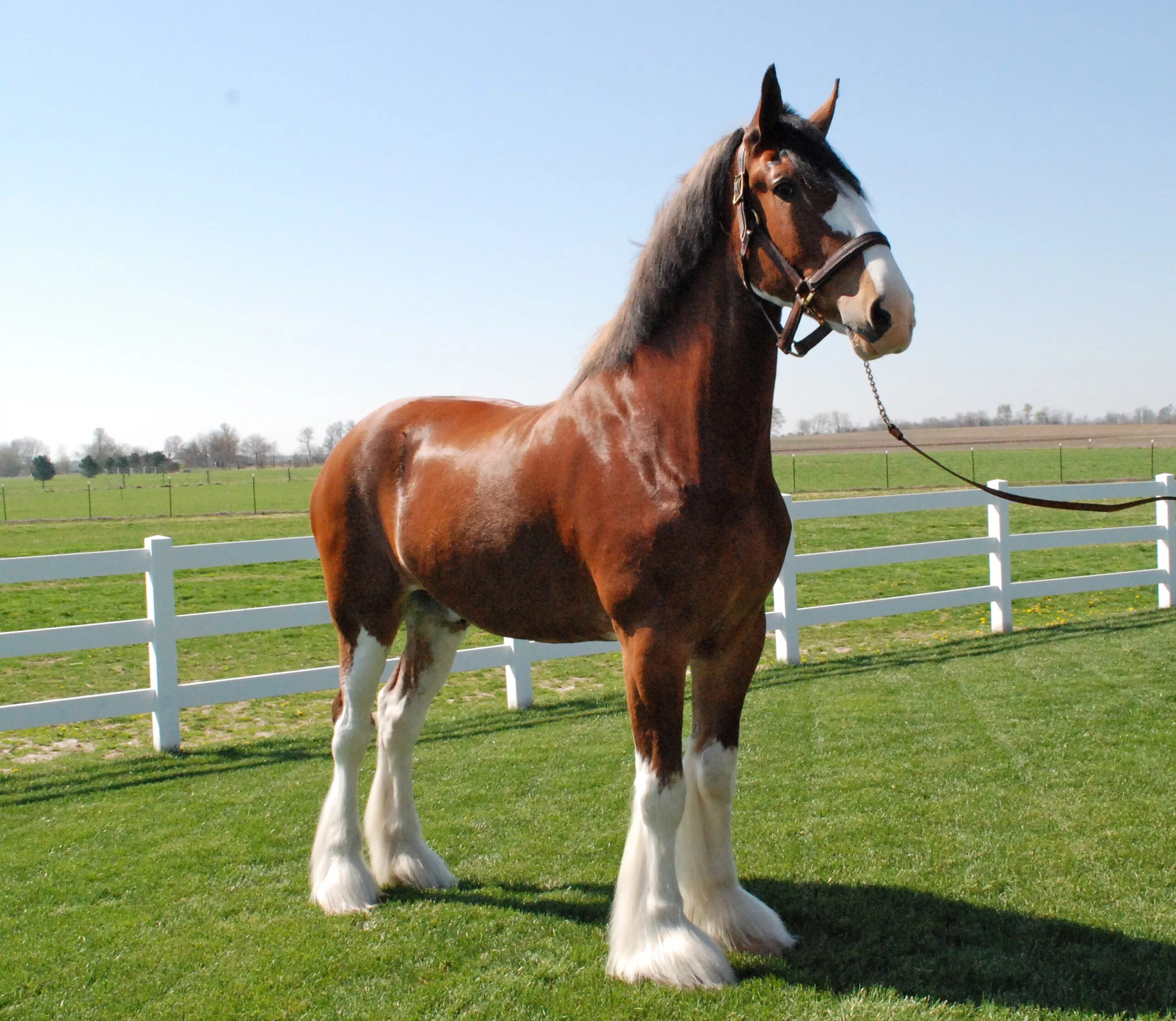 Pin by Zuzana Dvořáčková on koně - plemena Rare horses, Clydesdale horses, Horse