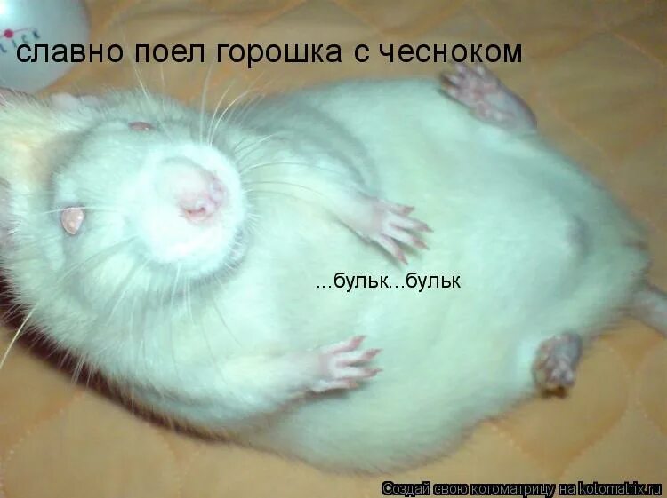 Теребонька мем для переговоров. Ты славно поешь. Ты славно поешь. Лисица из колобка. Я иду я пою обо всем хорошем.