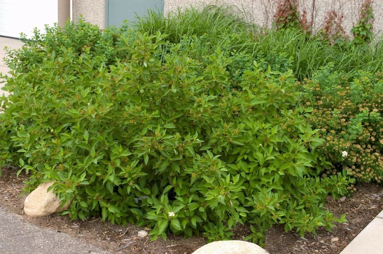 Дерен белый регнзам. Дерен регнзам. Cornus alba red gnome. Дерен регнзам. Дерен белый red gnome.
