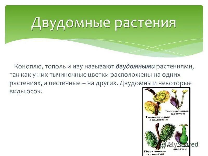 Однодомные растения и двудомные растения. Двудомные растения осина. Ольха двудомное растение. Однодомные растения и двудомные растения. К двудомным растениям относится дуб.