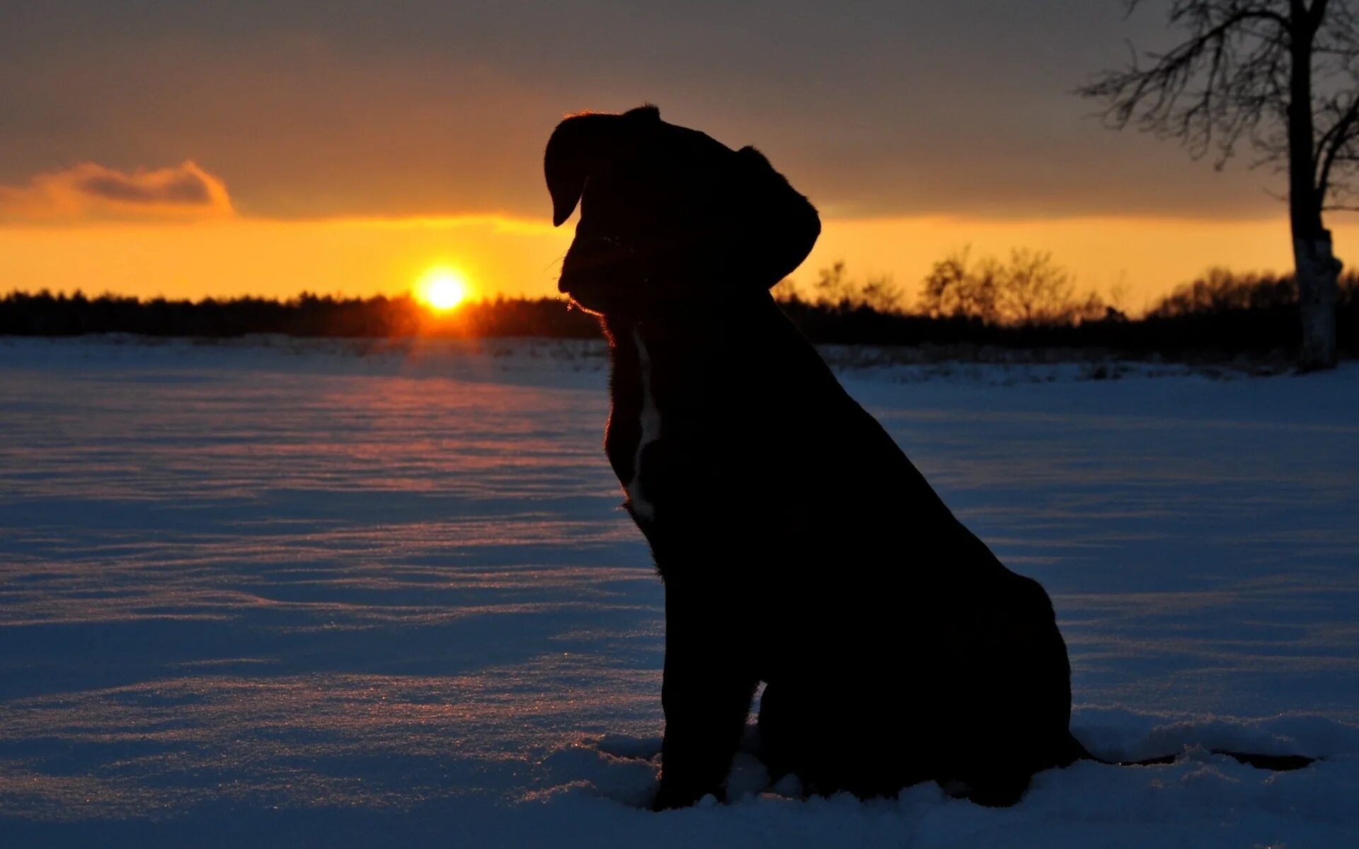 Выйду я ночью собаку. Собака на закате. Собака на рассвете. Собака на фоне солнца. Собака на фоне заката.