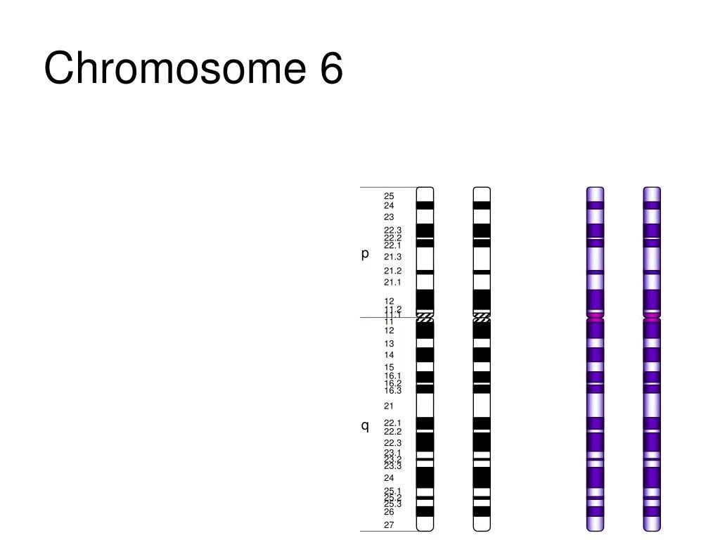 Вторая х хромосома. Карта 3 хромосомы. Карта 13 хромосомы человека. Генетическая карта 13 хромосомы. Генетическая карта хромосом человека.