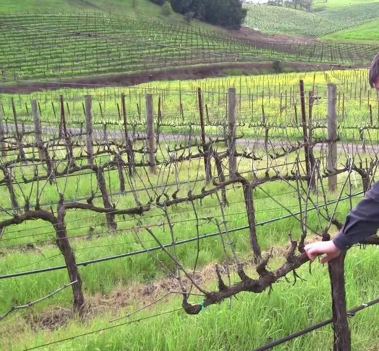 Метод винограда. Виноградная лоза пасынкование. Схемы формировки куста винограда. Метод винограда. Метод винограда.