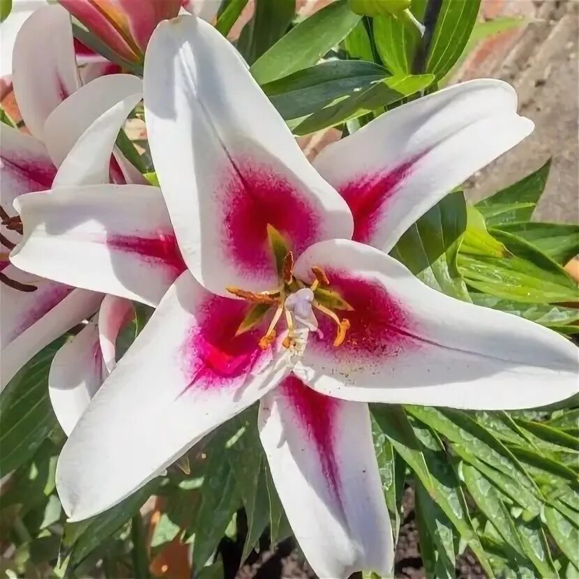 Лилия гарден плеже. Лилия зеба от-гибриды. Лилия алтари altari. Лилия altari от-гибриды. Лилия альтарус.