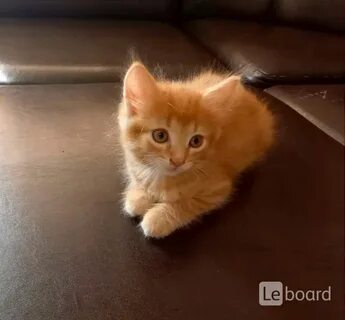 Отдам котенка киров