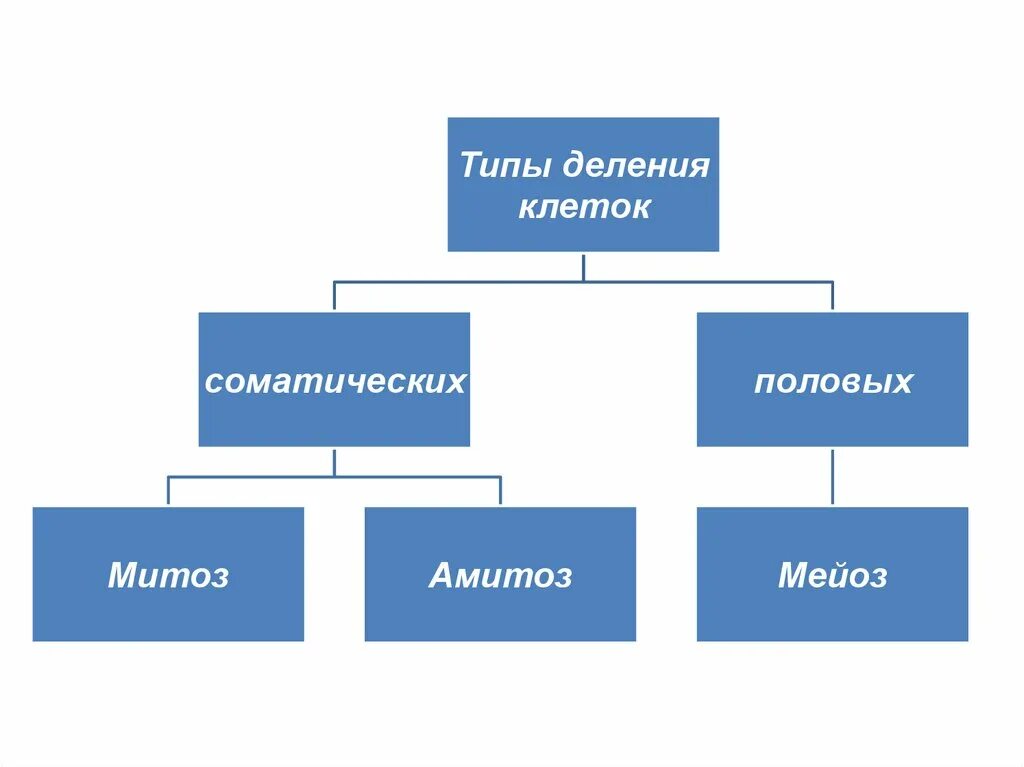 Типы деления клеток 3 типа. Кластер деление клетки. Типы деления клеток митоз. Типы деления соматических и половых клеток. Типы деления соматических клеток.