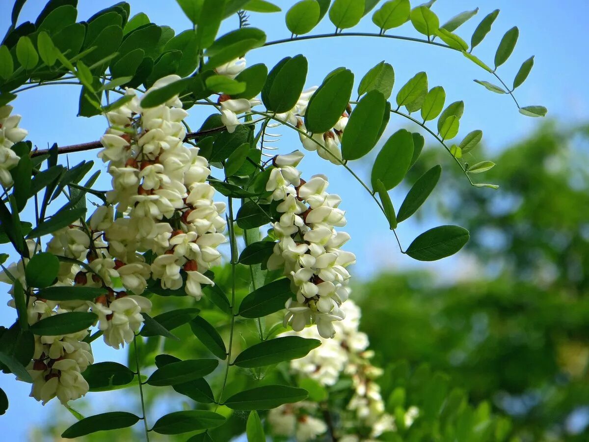 Трехлистная Акация. Акация белая (Робиния). Акация пальмовидная. Акация крупнолистная. Купить акация дерево