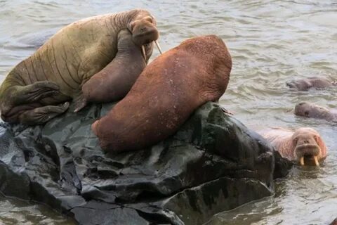 Морж на себе добывает