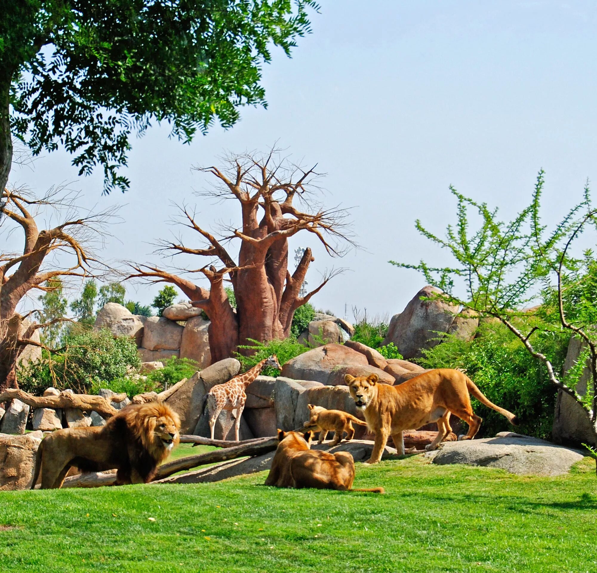 Zoo animals park. Биопарк Валенсия. Биопарк Валенсии в Испании. Сафари парк в +Валенсии. Парк животных.