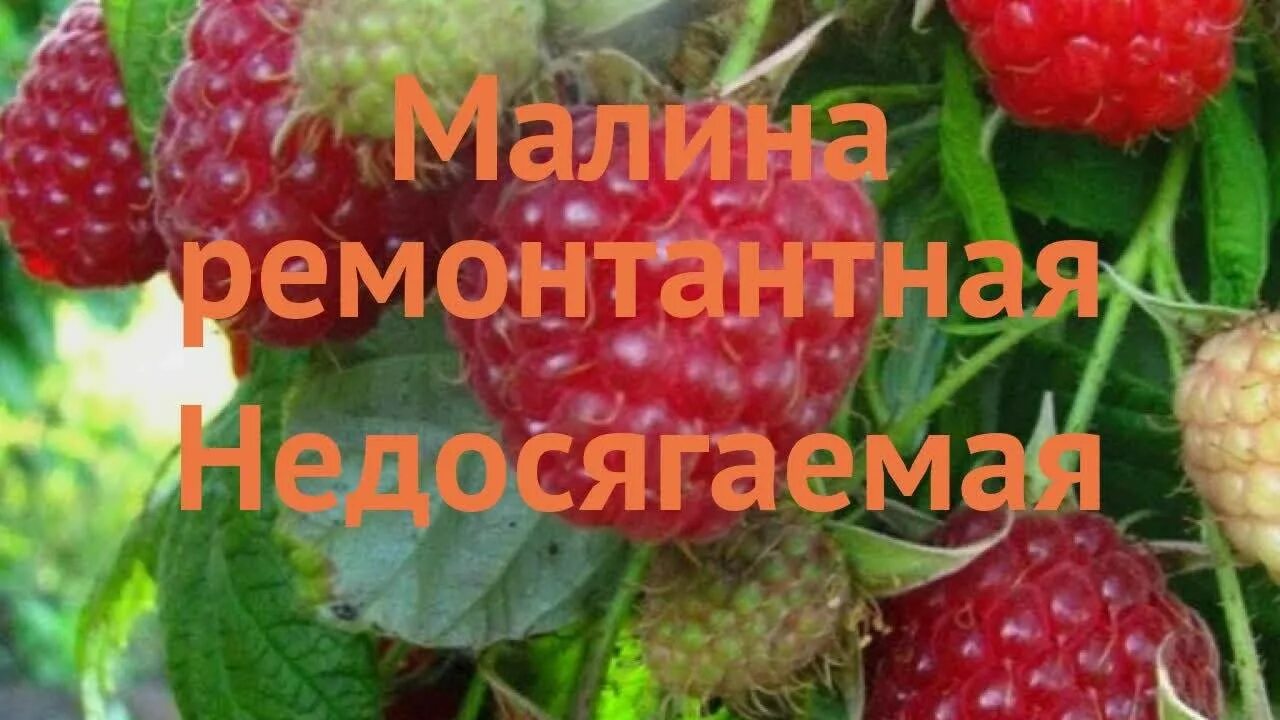 Малина сорт недосягаемая. Малина красная "р-34" (недосягаемая). Малина Брусиловская. Малина недосягаемая описание. Недосягаемая малина урожайность.