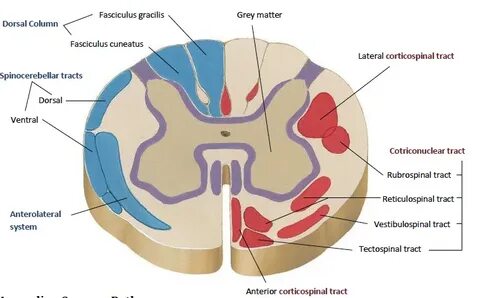Fasciculus gracilis