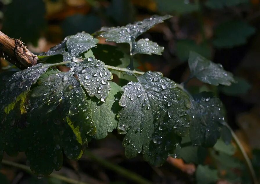 Выписать глаголы и указать время их. Счастливая девушка под дождем. Дождик дождик. Дождичек прошел. После дождя стих.